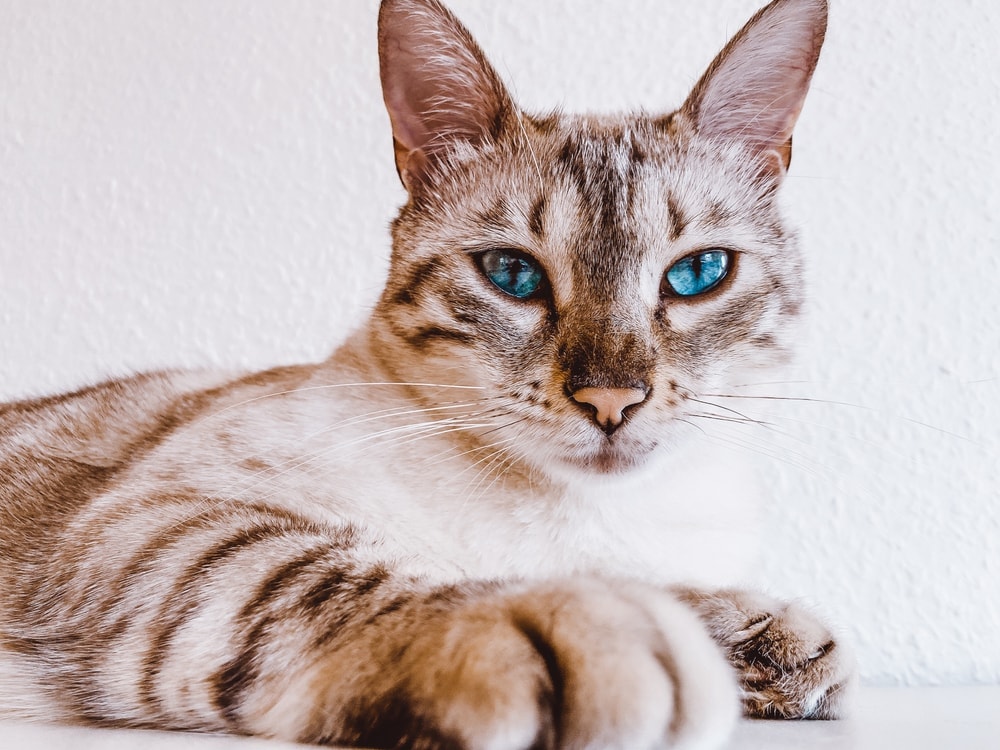 snow bengal cat portrait