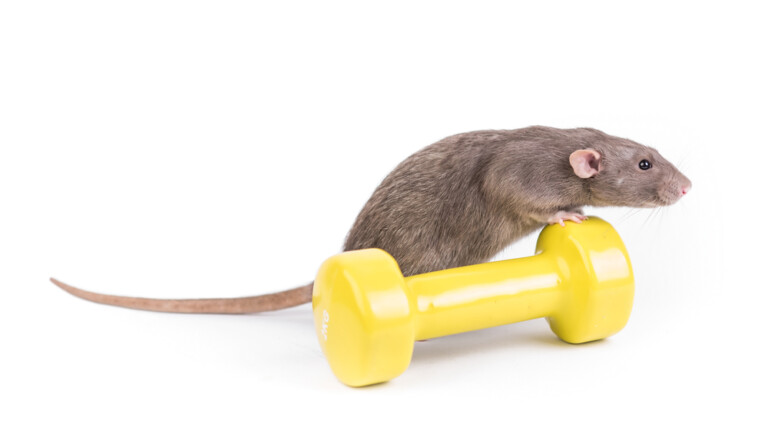 How Much do Pet Rats Weigh? » Petsoid