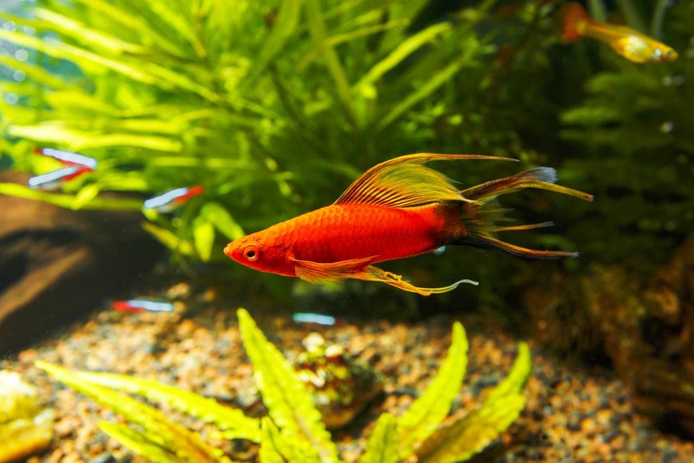 swordtail in aquarium