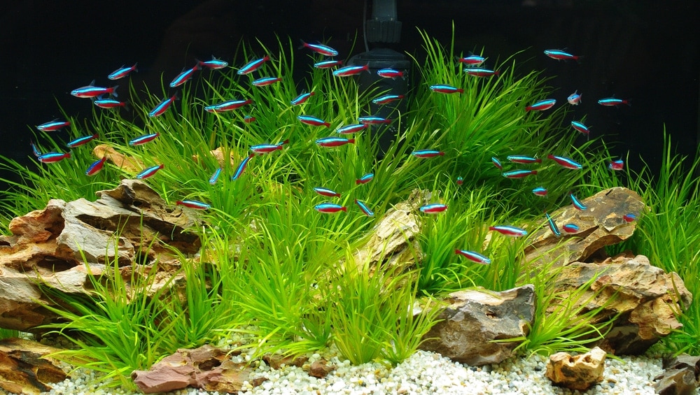 tetra in aquarium