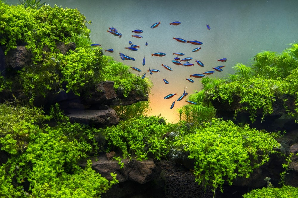 tetras in aquarium