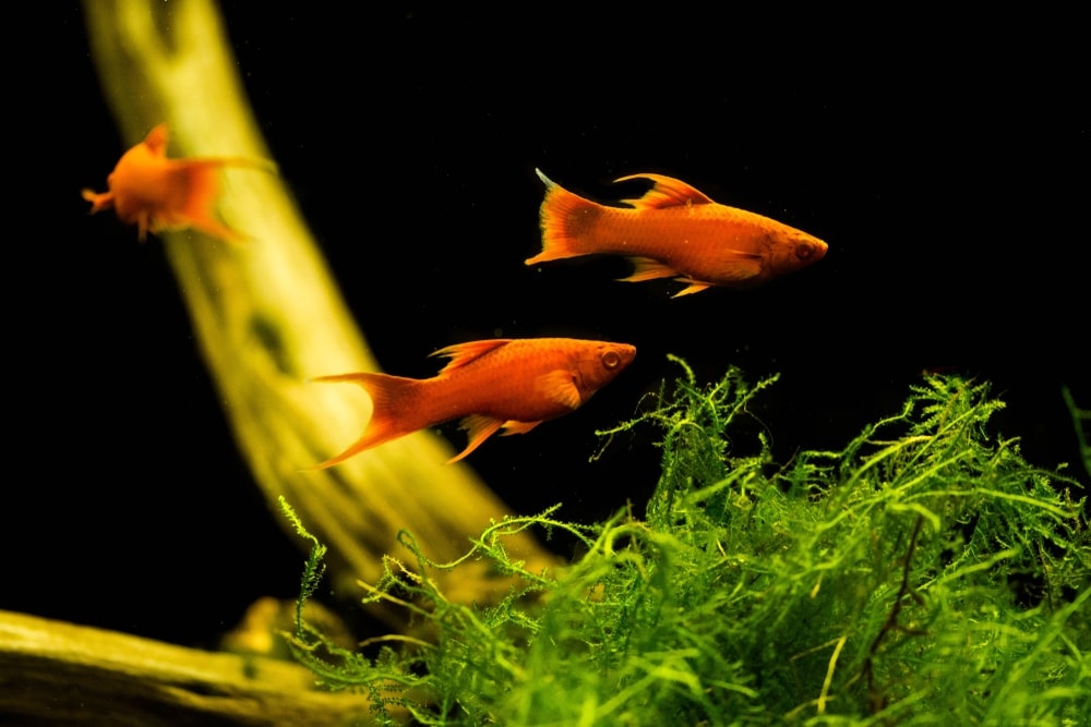 three swordtail swimming