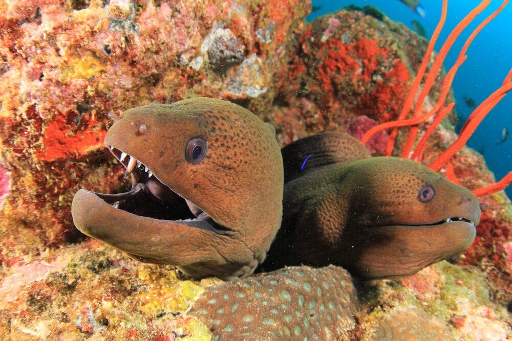 two Moray Eel e1591441628604