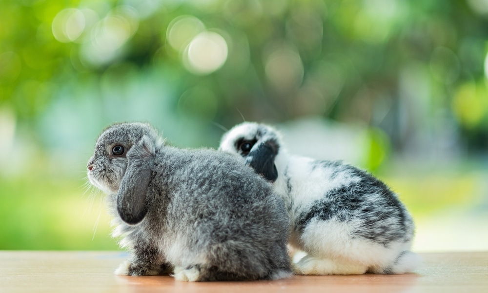 two cute rabbits