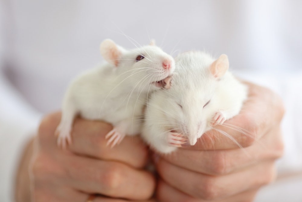 two white rats in hands