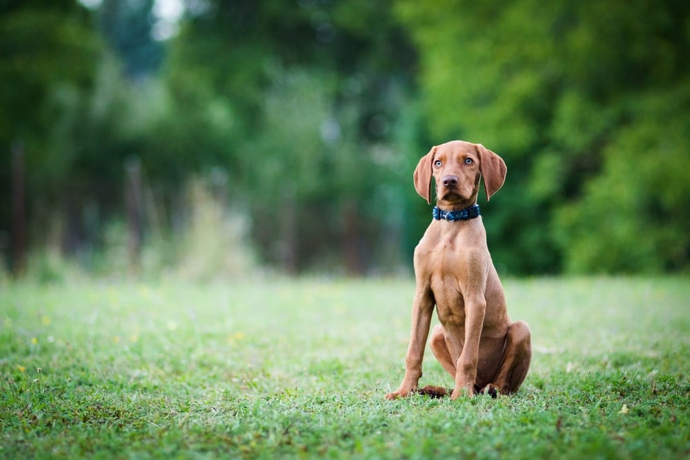 vizsla in garden