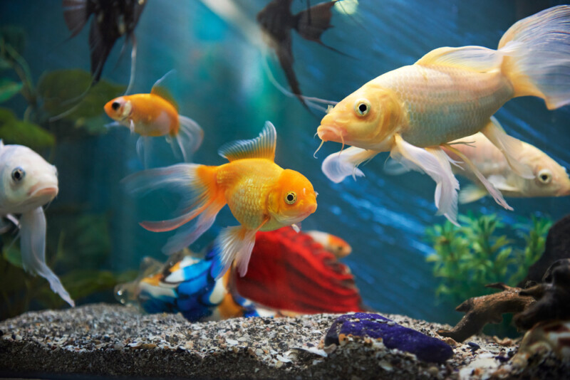 Do Aquarium Fish Vomit & How Can You Prevent It? » Petsoid