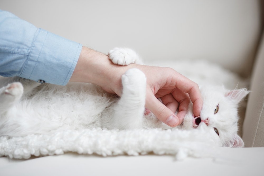 white cat biting hand