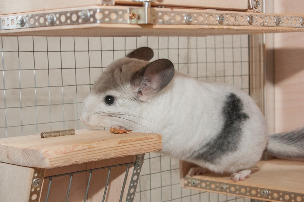white chinchilla in a cage