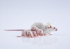 Can Baby Mice Survive Without Their Moms?