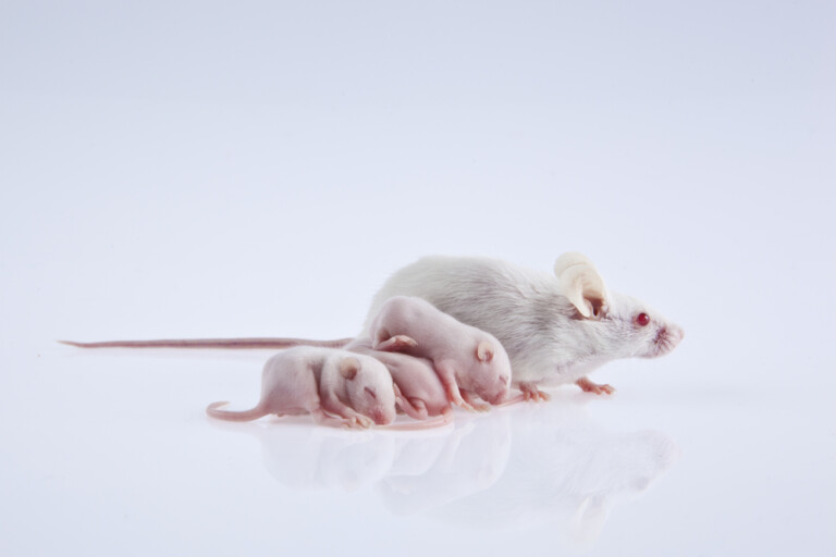Can Baby Mice Survive Without Their Moms? » Petsoid