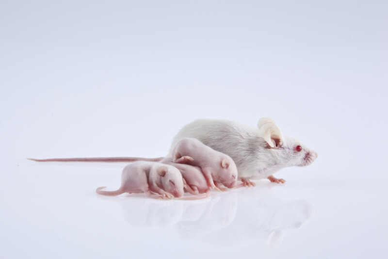 Can Baby Mice Survive Without Their Moms? » Petsoid