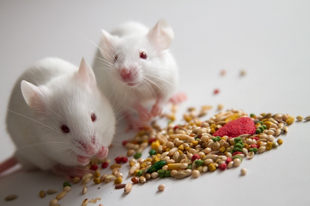 white pet mouse eat seeds