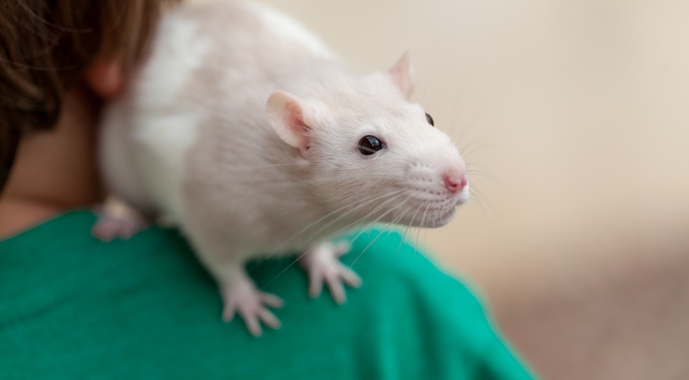 white rat on a shoulder
