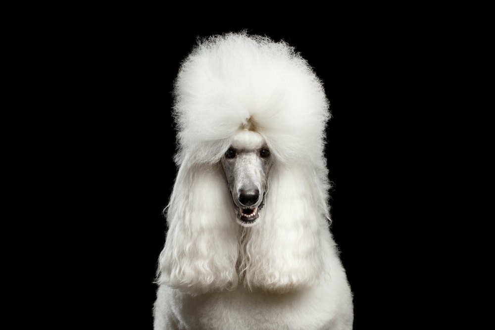white royal poodle