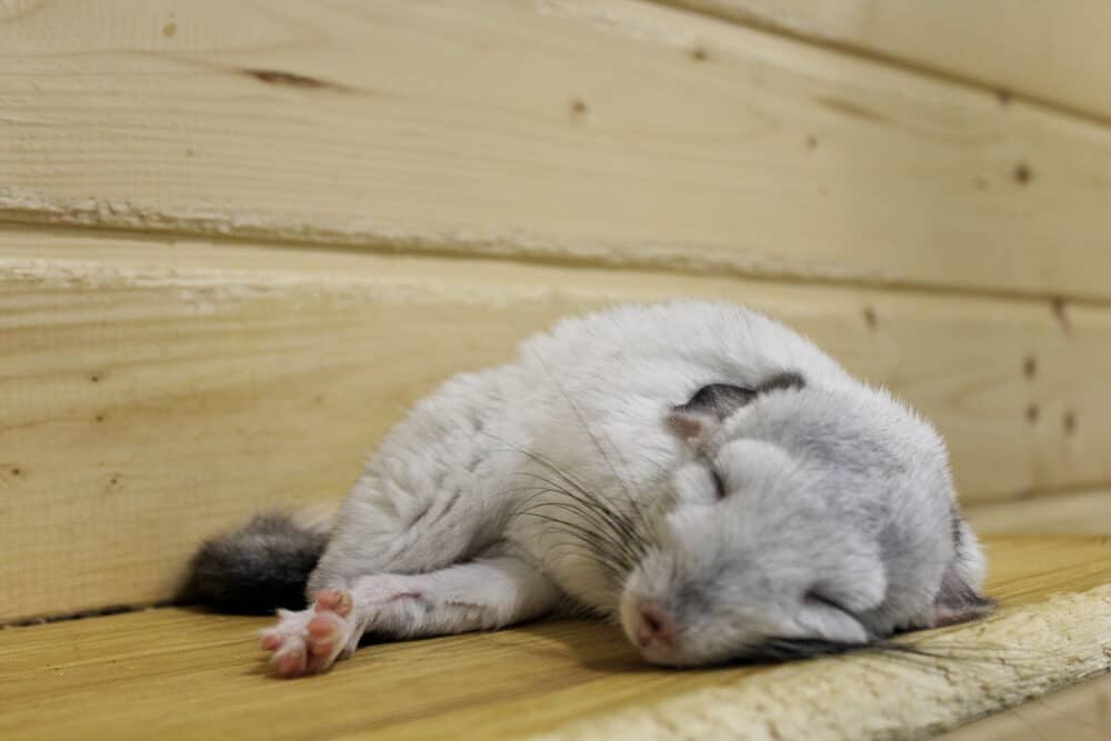 do chinchillas sleep with their eyes open