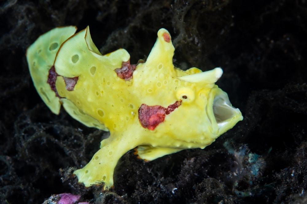 yellow fish swimming